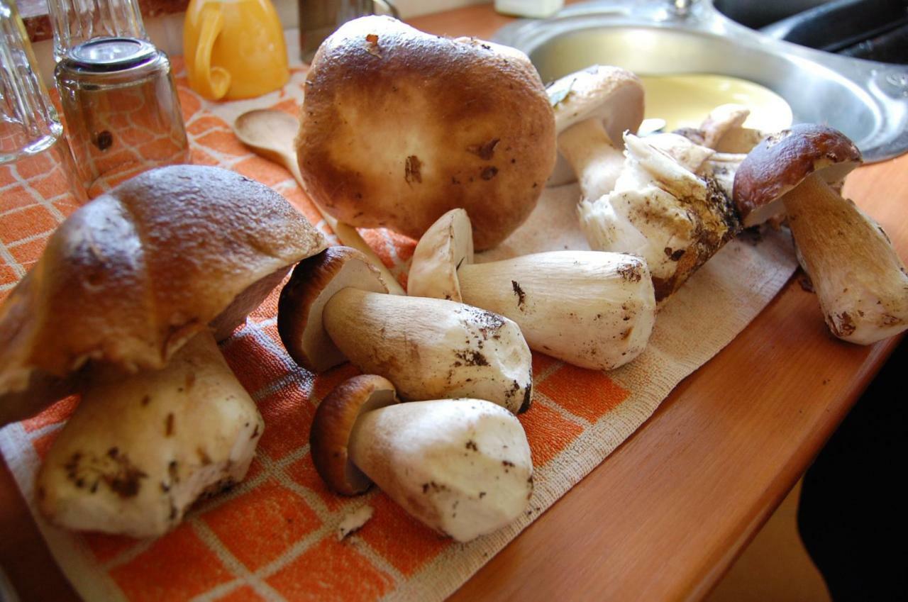 Przystanek Czapla